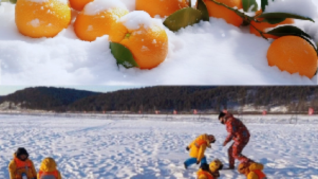十一个小砂糖橘为什么能成为全网的顶流？